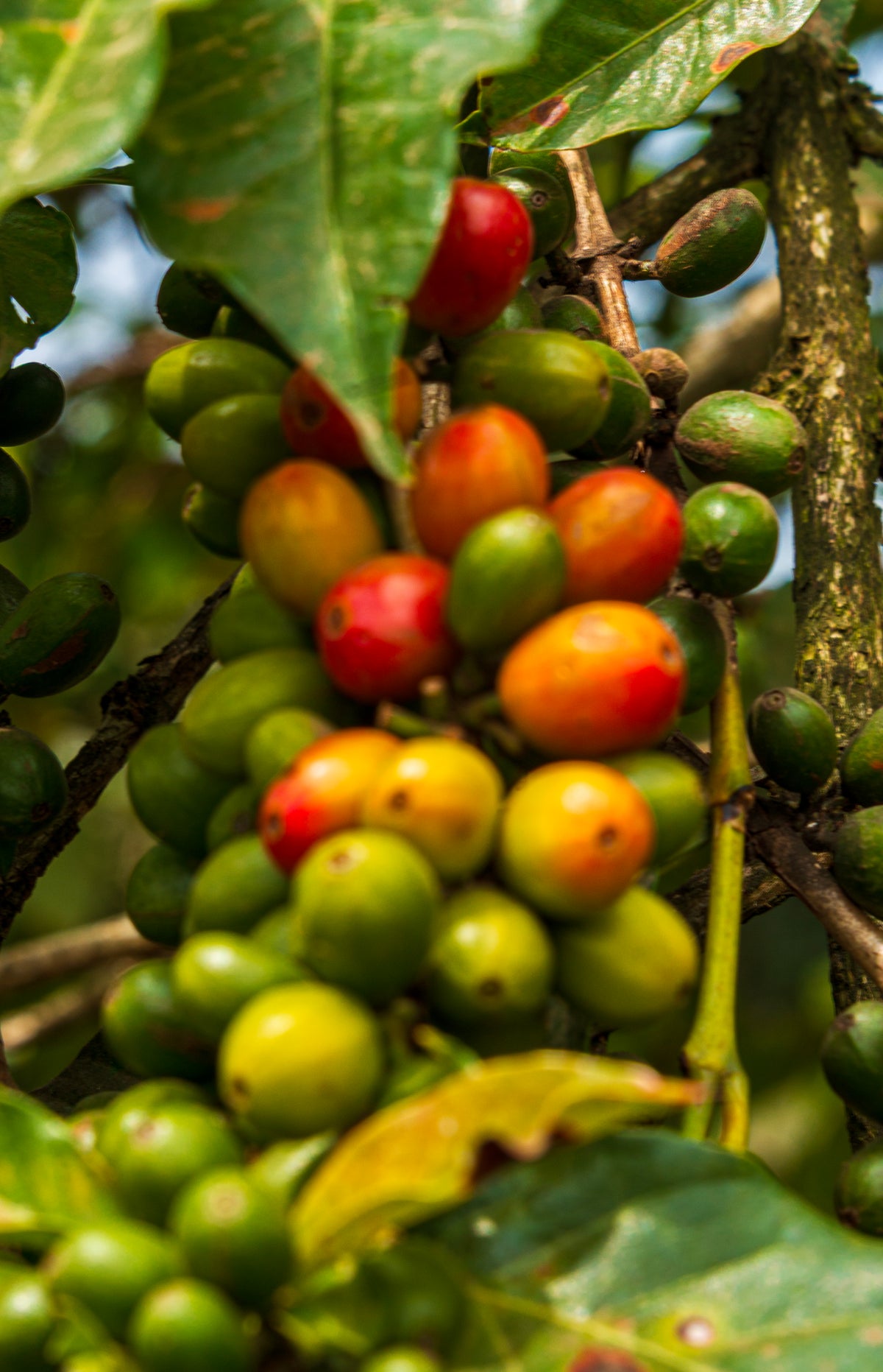 Coffee cherries on the tree in Kenya
