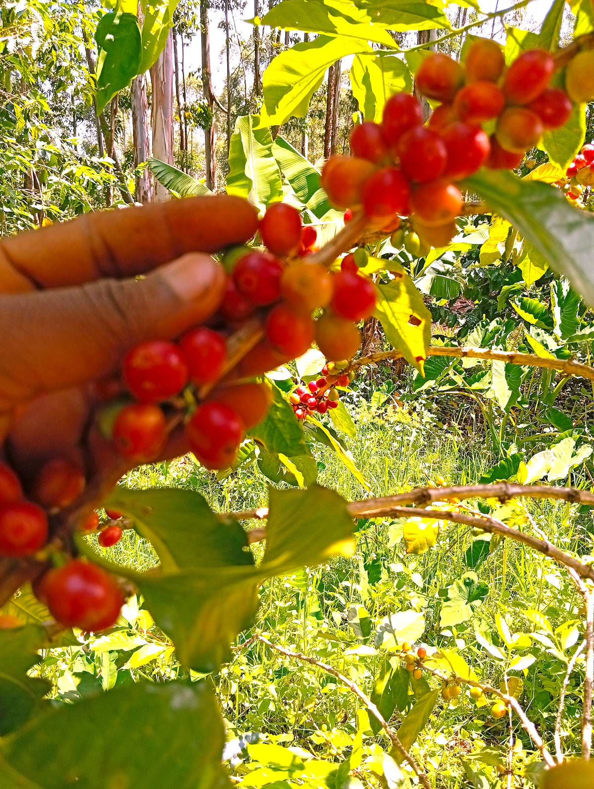 Picking ripe coffee cherries in Kenya