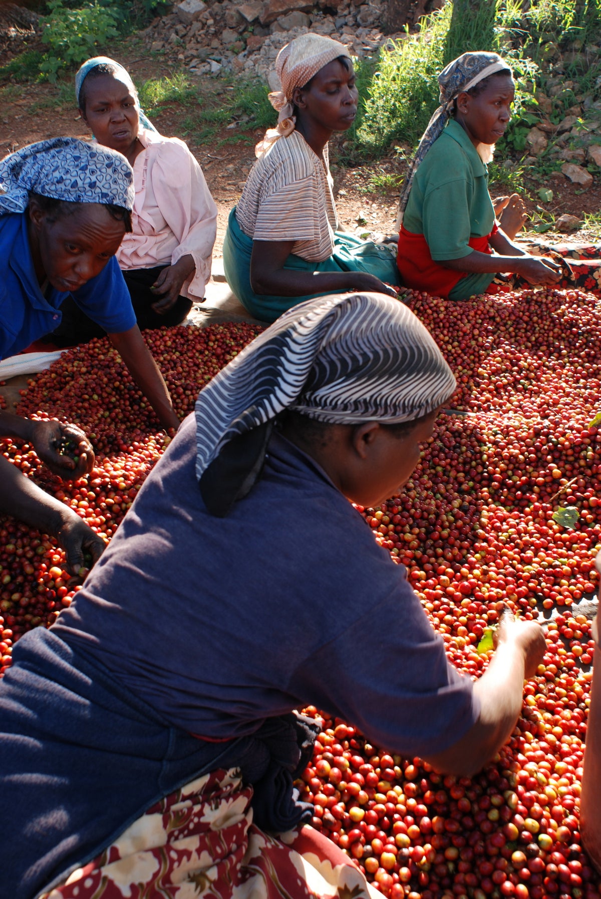 Farmers in Kenya sorting coffee cherries by hand